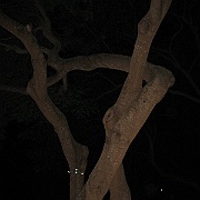 Picture 005